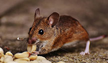 24 Hour & Emergency Exterminators in Semmes, AL
